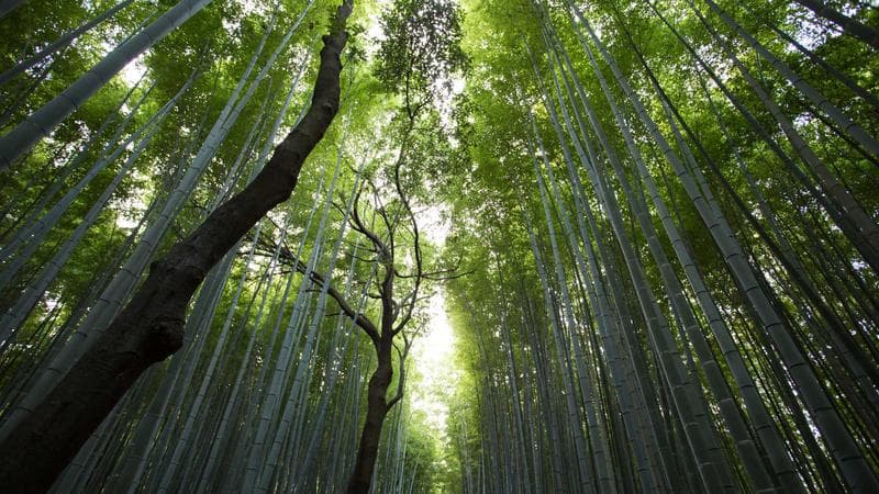 大芬油画村艺术市集