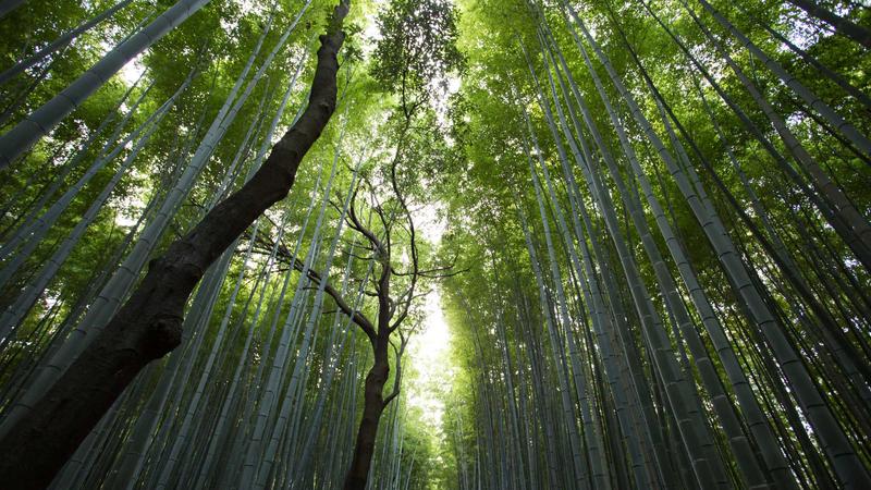 大芬油画村艺术市集